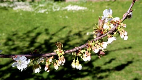 April, flower branch of cherry 库存影片 74629271