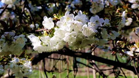 April, flower branch of cherry 库存影片 74629289