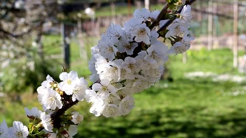 April, flower branch of cherry Stock Footage 74629291