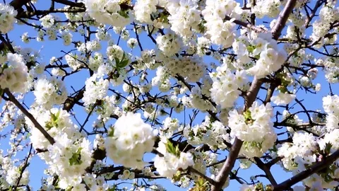 April, flower branch of cherry 库存影片 74629297