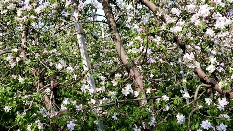 April, flower branch of cherry Stock Footage 74629307