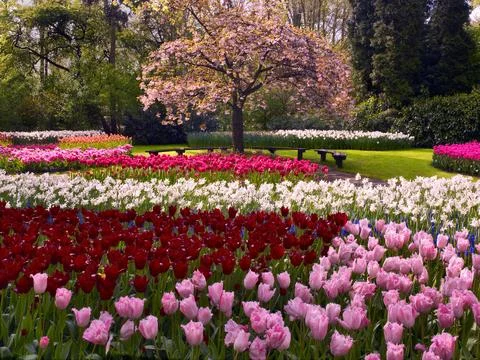 APRIL IN HOLLAND Foto stock