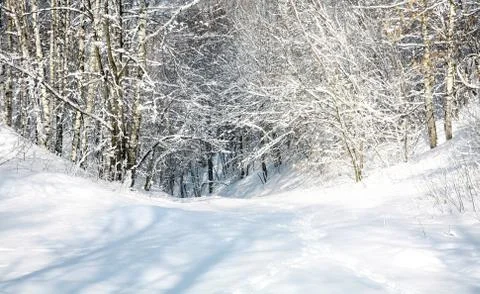 April snow forest Stock Photos