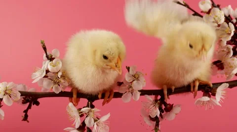 April, Springtime, two little chicken sits on the branch with flowers Stock Footage 63166624