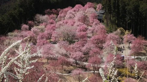 April: The Thousand Weeping Cherry Blossoms of Yoshino - Takami no Sato - Stockbeeldmateriaal 332864554