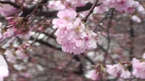 April weather Stock Footage 48755795