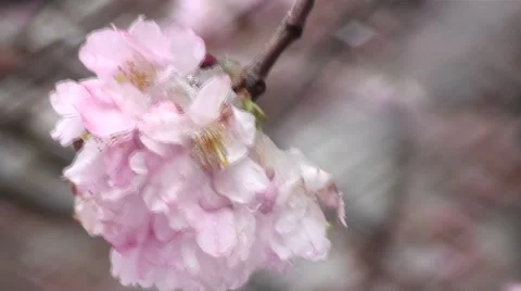 April weather Stock Footage 48756155