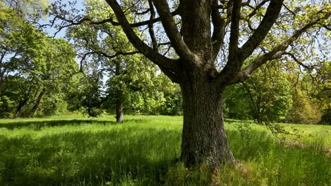 Aproaching to chestnut tree Video stock 132773696