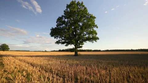 Aproaching oak tree in the field Video stock 136273907