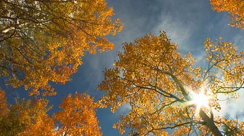 Apsen trees with sun and sky. Stock Footage 47218578