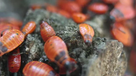Apterus insects group close up Stock Footage 52955833