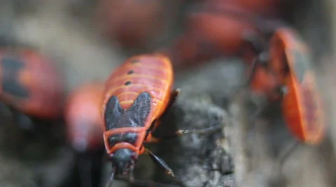 Apterus insects group close up. Stock Footage 53839634