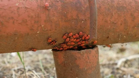 Apterus insects group on an iron pipe. Firebugs 스톡 동영상 81573196