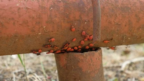 Apterus insects group on an iron pipe. Firebugs 스톡 동영상 81573643