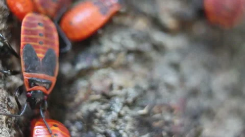 Apterus insects group Macro shot. Stock Footage 53839627