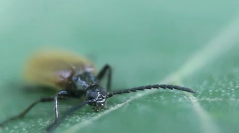 Apterus specium insect closeup head Stock Footage 52955653
