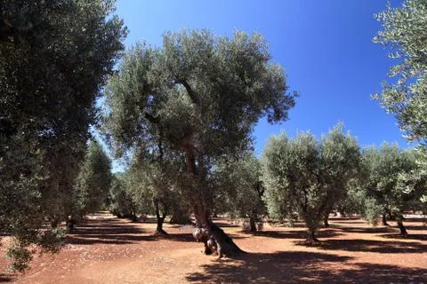 Apulia old olive trees - olive oil making region in Bari Province, Italy. Stock Photos