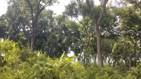 Apupu tree Stock Footage 327289677