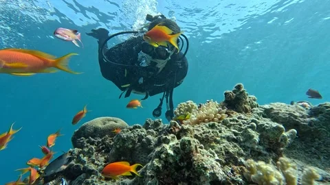 Aqaba Jordan – Man Scuba Diving Through Vibrant Coral &amp; Fish in the Red Sea Stock Footage 341205165