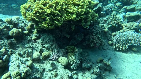 Aqaba Jordan – Puffer Fish Taking Refuge in Coral in the Red Sea, Jordan Stock Footage 340032426