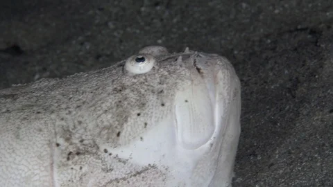 Aqaba stargazer (Uranoscopus rosette) Stock-Footage 98075251