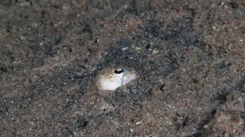 Aqaba stargazer (Uranoscopus rosette) Video stock 98075297
