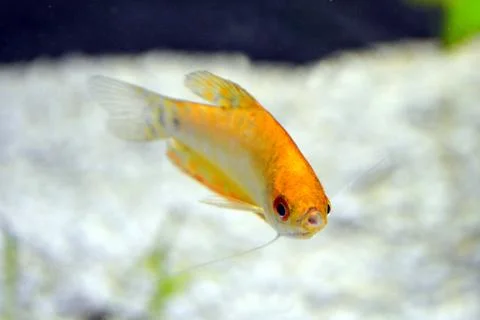 Aqarium fish Stock-Fotos