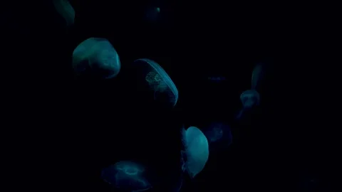Aqua Crystal Jellyfish Vídeo Stock 101565902