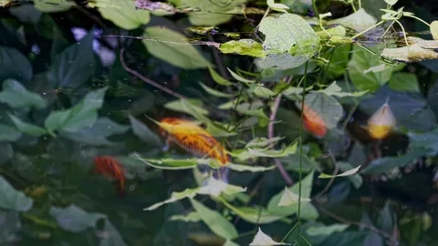 Aqua Plants Background  Stock Footage 108857029