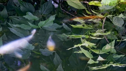 Aqua Plants Background  Stock Footage 108857115