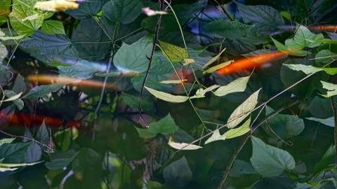 Aqua Plants Background  Stock Footage 108859604