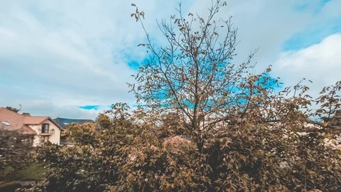 Aqua sky with golden tree  time lapse anamorphic lens Stock Footage 101076043