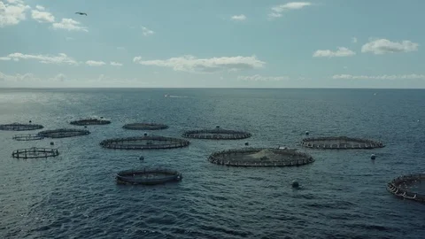 Aquaculture Cage culture of freshwater fish Stock Footage