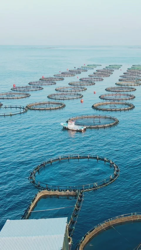 Aquaculture Cages Fish Farm In Sea Seaf Stock Video Pond