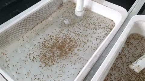 Aquaculture centre, recently hatched tiny tilapia fish fry in an incubator Vídeos de archivo 205361494
