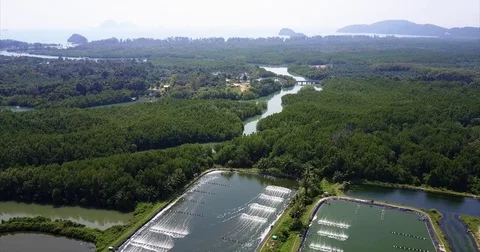 Aquaculture ponds ringed by mangrove forest in southern Thailand Vídeos de archivo 71297330