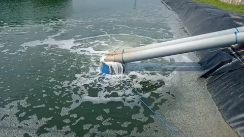 Aquaculture techniques Stock Footage 229674388