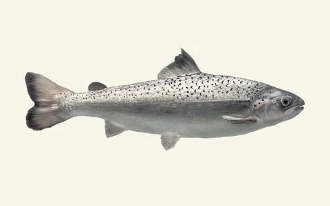 AquAdvantage salmon side view floating in the water realistic color illustr.. Stock Illustration