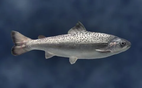 AquAdvantage salmon side view floating in the water realistic color illustr.. Stock Illustration