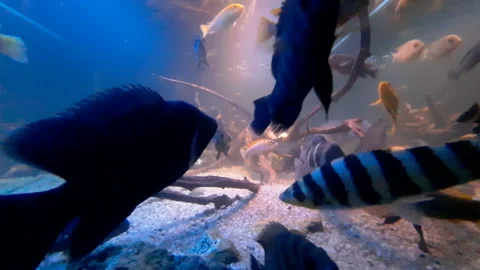 Aquanarium Stock Footage 164156580