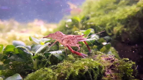 Aquanarium Stock Footage 164156593