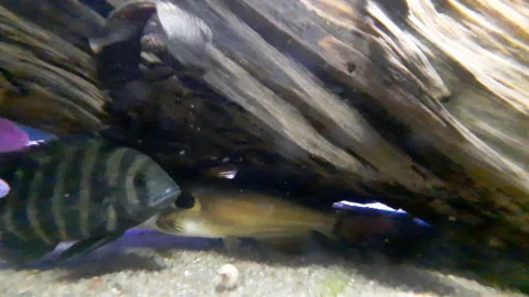 Aquanarium Stock Footage 164156634