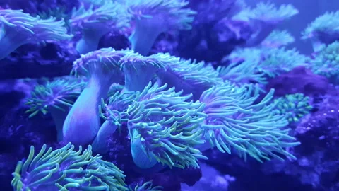 Aquanarium Stock Footage 164156885