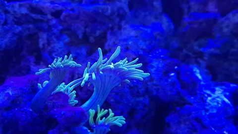 Aquanarium Stock Footage 164157206