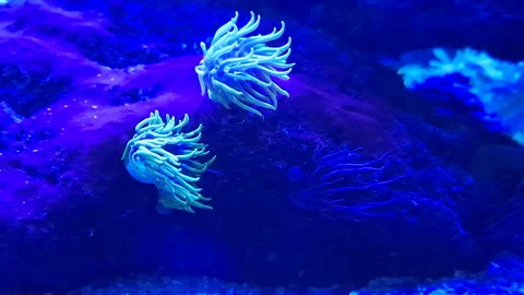Aquanarium Stock Footage 164157689