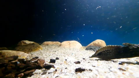 Aquanarium Stock Footage 164158364