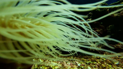 Aquanarium Stock Footage 164159754