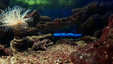 Aquanarium Stock Footage 164160215