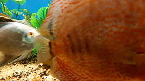 Aquanarium Stock Footage 164161983
