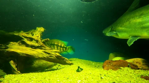 Aquanarium Stock Footage 164162471